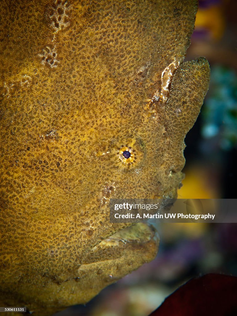 Giant frog fish
