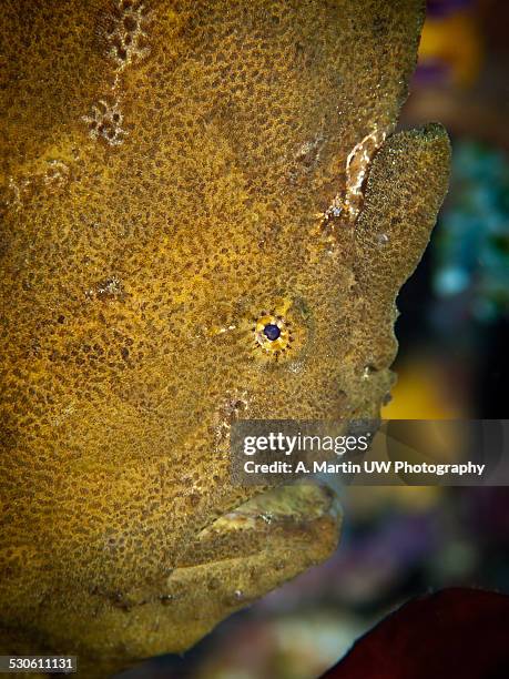 giant frog fish - ペリカンアンコウ ストックフォトと画像