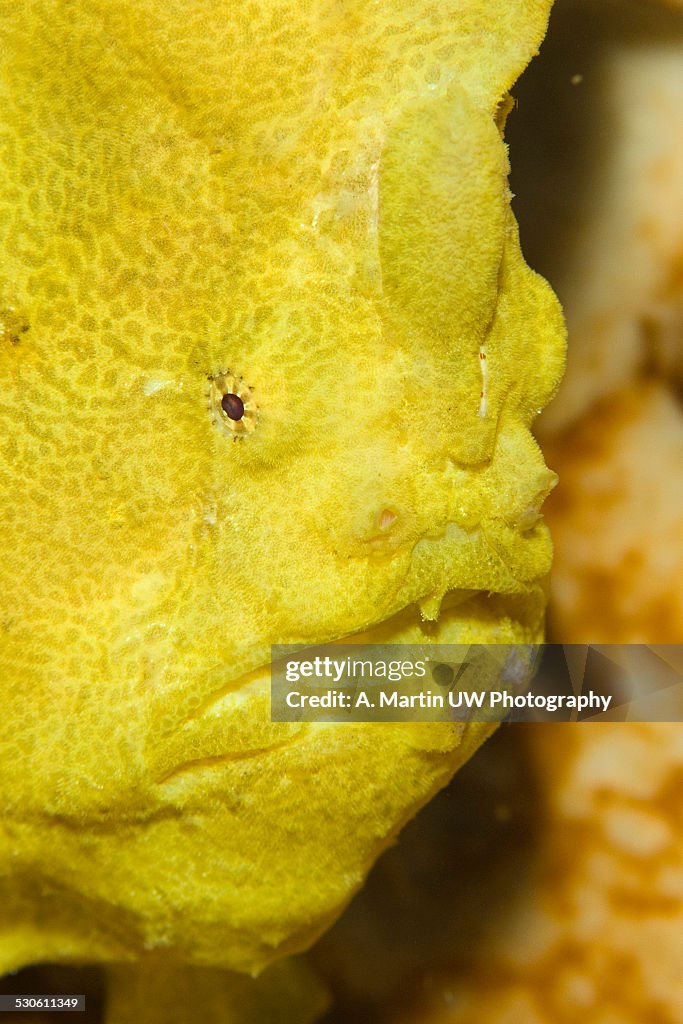 Yellow frog fish portrait