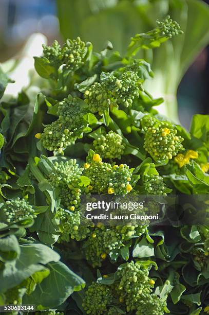 close-up of broccoli rabe; berkeley california united states of america - broccoli rabe fotografías e imágenes de stock