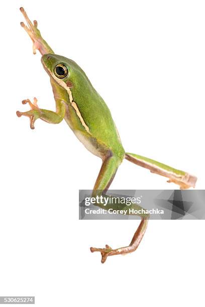 green tree frog - frog jump stock pictures, royalty-free photos & images