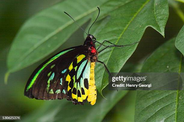 56 Ornithoptera Euphorion Stock Photos, High-Res Pictures, and