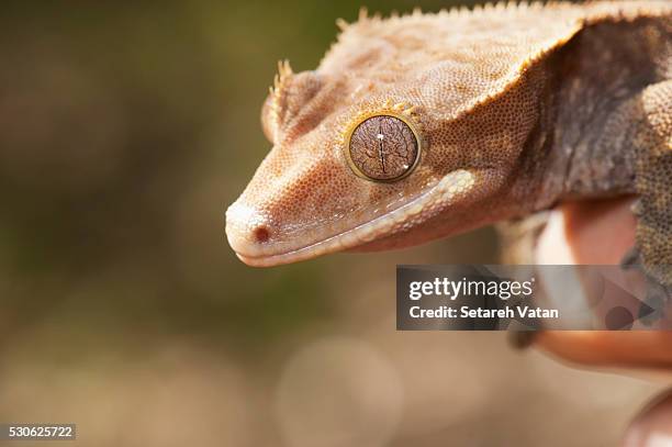 crested gecko (rhacodactylus ciliatus); california, united states of america - rhacodactylus stock pictures, royalty-free photos & images