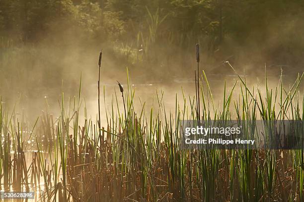 vegetation and mist in a marsh, forillon national park; quebec, canada - henry marsh stock pictures, royalty-free photos & images
