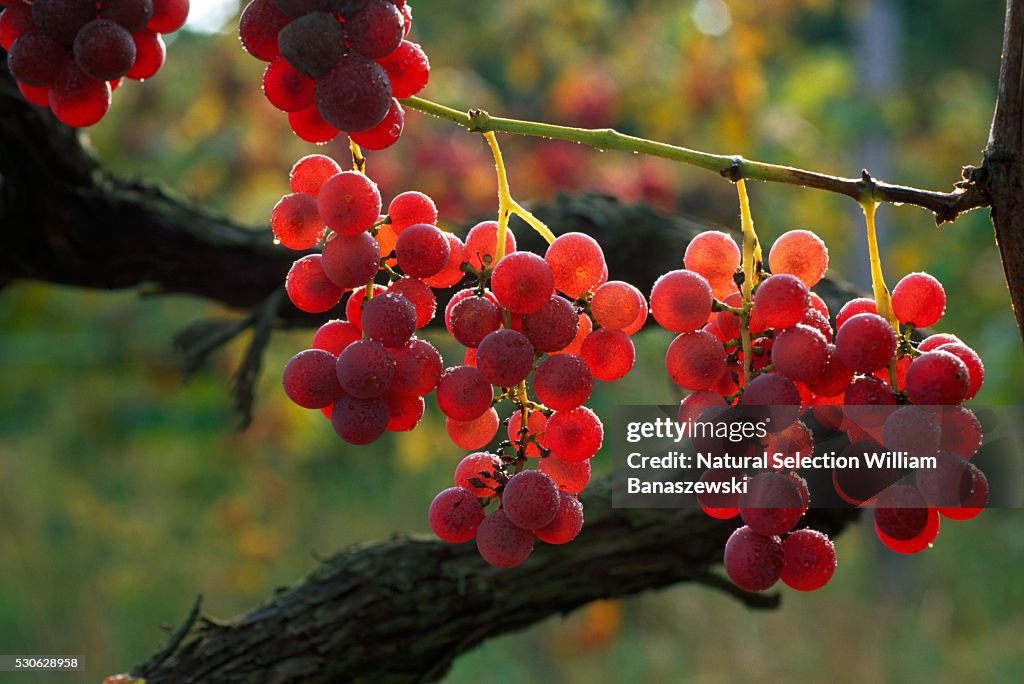 Grapes Ripening on the Vine