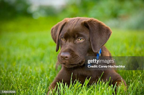 Pretty Labrador 4,359 Cute Labrador Puppies Stock Photos, High-Res Pictures, and Images ...
