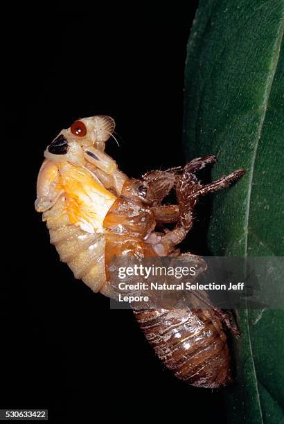 Molted Insect Shell Molted Exoskeleton Photos and Premium High Res Pictures - Getty Images