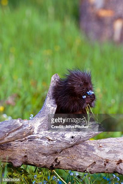 porcupine baby eating flower - baby porcupines stockfoto's en -beelden