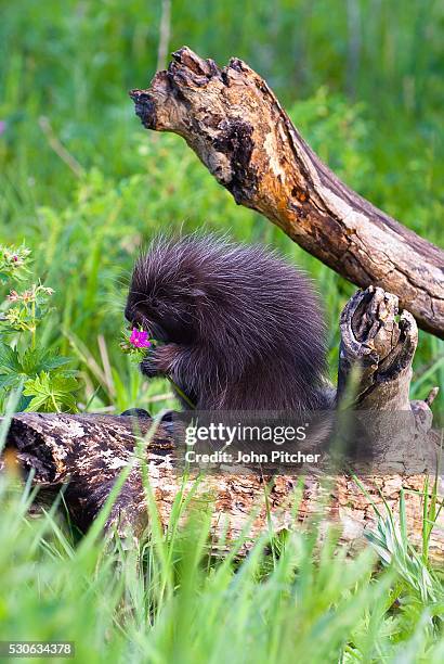 porcupine baby eating flower - baby porcupines stockfoto's en -beelden