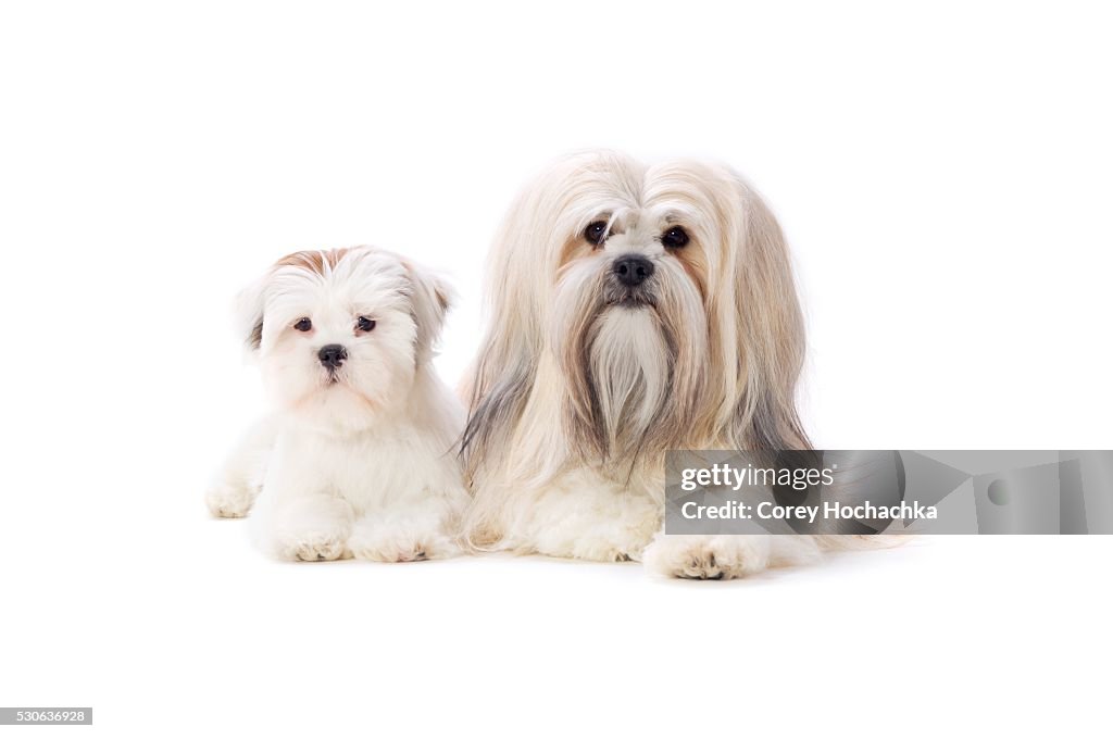 Adult and Puppy Lhasa Apsos