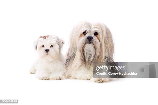 adult and puppy lhasa apsos - lhasa apso puppy stock pictures, royalty-free photos & images