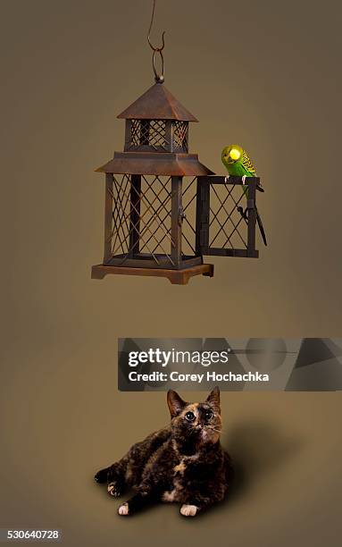 cat stalking budgerigar - domestic cat stalking stock pictures, royalty-free photos & images