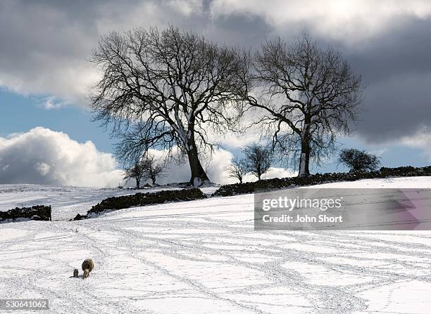 snowy field with stone fence, weardale, england - weardale bildbanksfoton och bilder