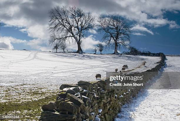 snowy field with stone fence, weardale, england - weardale stock pictures, royalty-free photos & images