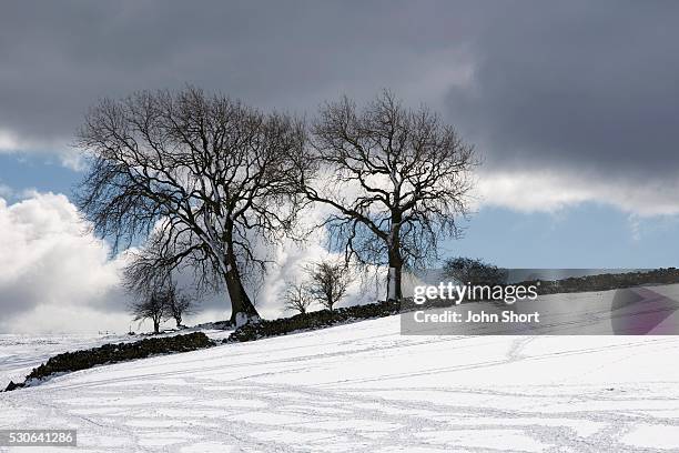 snowy field with stone fence, weardale, england - weardale bildbanksfoton och bilder