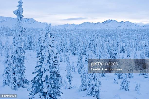 snow-covered spruce trees line the highway near gunsight mountain along the glenn highway above matanuska-susitna valley, southcentral alaska, winter - mt susitna stock pictures, royalty-free photos & images