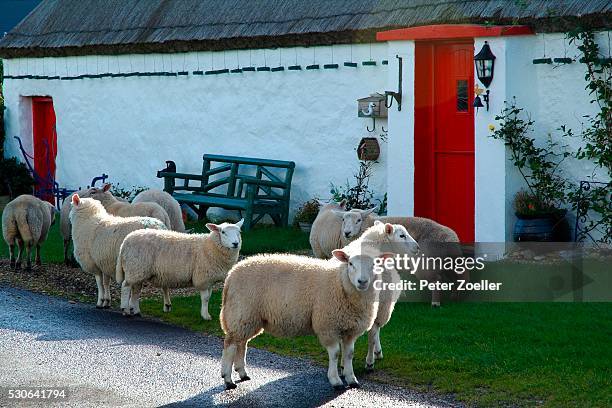 sheep at traditional cottage in malin head, donegal, ireland - condado de donegal fotografías e imágenes de stock