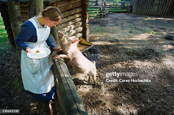 woman wearing pioneer costume feeding pig, fort edmonton, alberta, canada - schweinestall stock-fotos und bilder