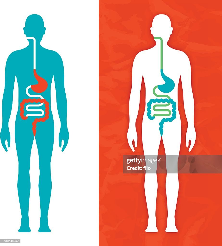 Digestive System
