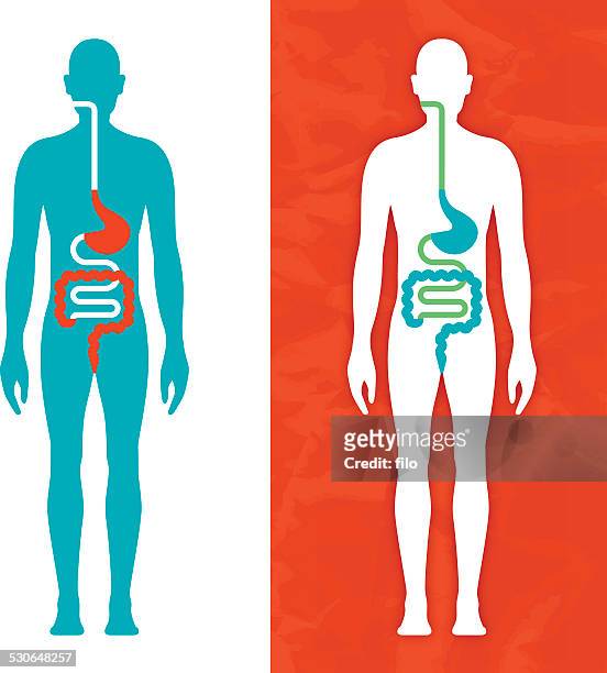 digestive system - abdomen diagram stock illustrations