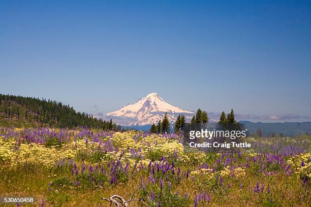 mount hood and wildflowers, oregon, usa - stratovolcano 個照片及圖片檔