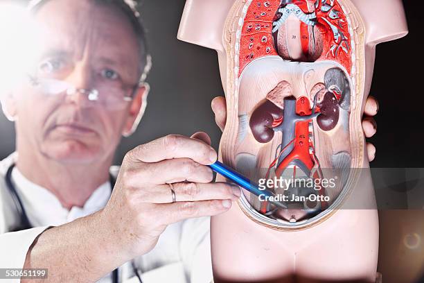 doctor pointing at bladder - prostate gland 個照片及圖片檔