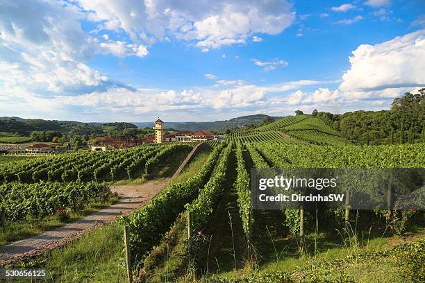 valley of vineyards - brazil - rio grande do sul stock-fotos und bilder