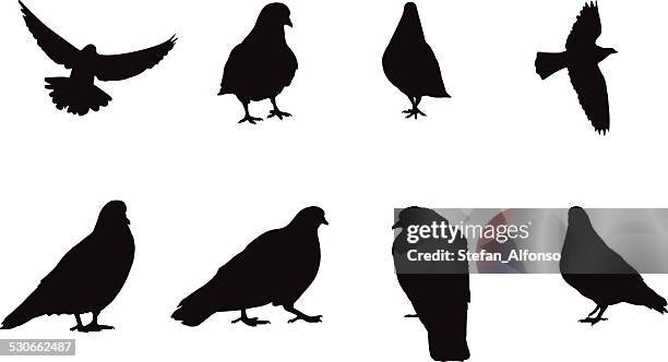 silhouettes of pigeons - pigeon stock illustrations