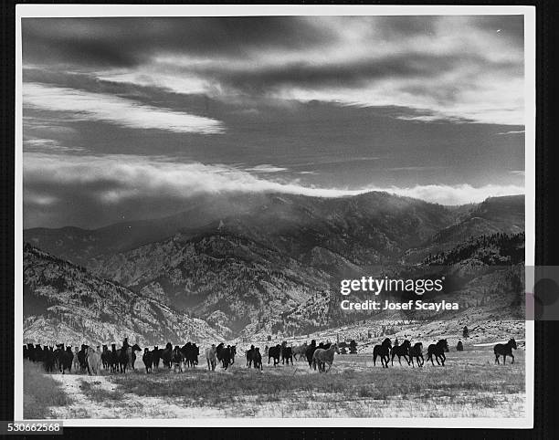 In the winter, horses roam free on the range in Okanogan County's Methow Valley. | Location: Washington, USA.