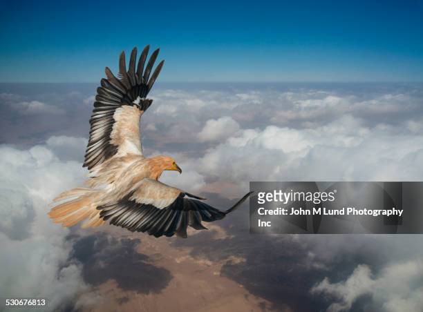 eagle flying over clouds in sky - rovfågel bildbanksfoton och bilder