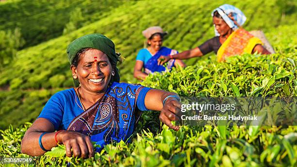 indian tea pickers plucking tea leaves in munnar - india agriculture stock pictures, royalty-free photos & images