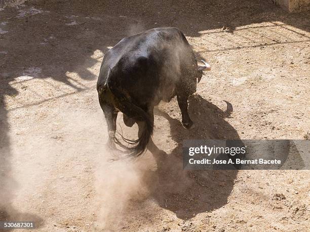 raging bull locked in a pen - bull butting stock pictures, royalty-free photos & images
