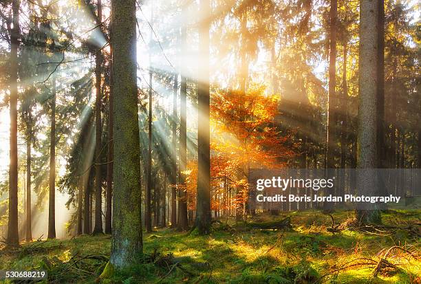 autumn art - taunusgebirge stock-fotos und bilder