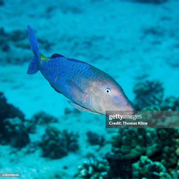 goldsaddle goatfish (parupeneus cyclostomus); kona, island of hawaii, hawaii, united states of america - parupeneus stock pictures, royalty-free photos & images