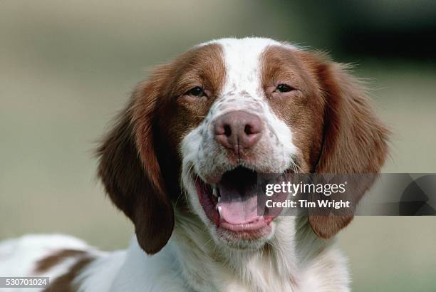 brittany spaniel after competition - brittany spaniel fotografías e imágenes de stock