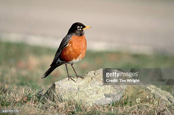 adult male american robin - american robin stock pictures, royalty-free photos & images