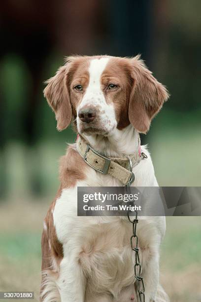 brittany bird dog - brittany spaniel fotografías e imágenes de stock