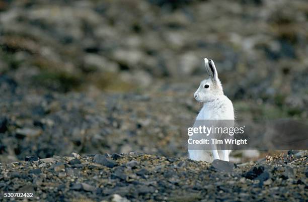 arctic hare - arctic hare stock pictures, royalty-free photos & images