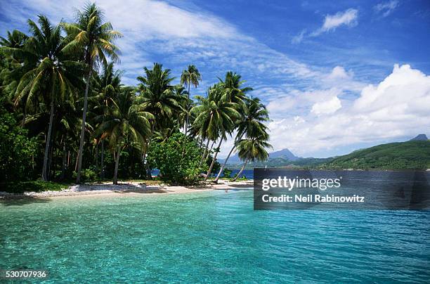 palm trees on the tongan shore - tonga photos et images de collection