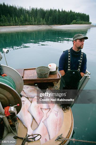 fisherman with filleted halibut - filleted stock pictures, royalty-free photos & images