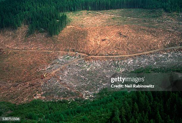 aerial view of logged forest - deforestation bildbanksfoton och bilder