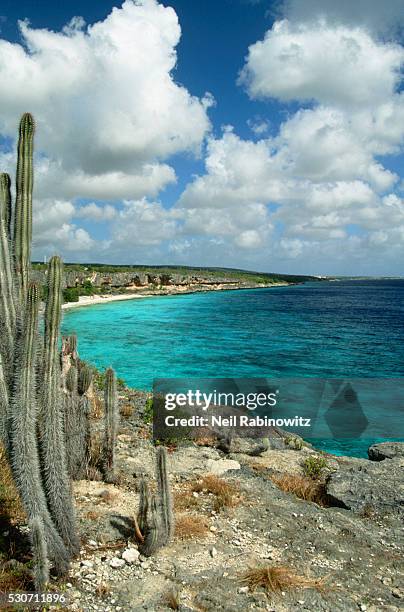 coastline on bonaire bay - bonaire stockfoto's en -beelden