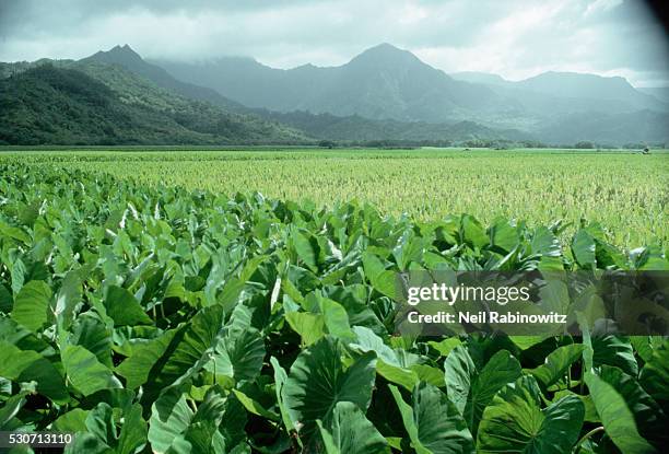 taro field on kauai - taro stock pictures, royalty-free photos & images