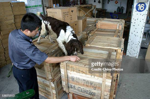 Policeman trains a sniffer dog to search for drug at a warehouse during a police dog training session on June 15, 2005 in Guangzhou of Guangdong...