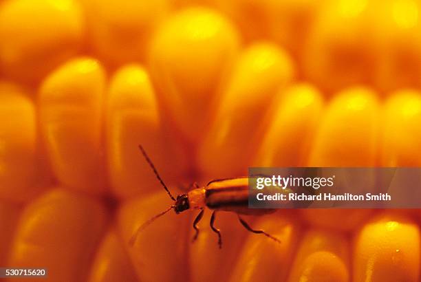 Tree Rootworm 14 Rootworm Stock Photos, High-Res Pictures, and Images - Getty Images
