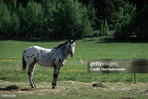 appaloosa in a pasture - appaloosa stock pictures, royalty-free photos & images