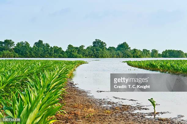 agriculture - flooded corn field along the yazoo river during the mississippi river flood of may, 2011; near redwood, mississippi, usa. - yazoo river stock pictures, royalty-free photos & images