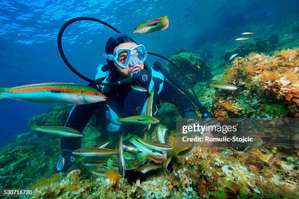 diving, school of fish, adriatic sea, croatia, europe - scuba regulator stock pictures, royalty-free photos & images
