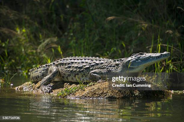 crocodile sunning itself on mud bank in the shire river, liwonde national park; malawi - nile crocodile stock pictures, royalty-free photos & images