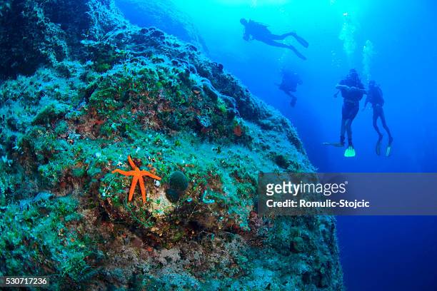 scuba diving, men, group, red sea star, reef - scuba regulator stock pictures, royalty-free photos & images